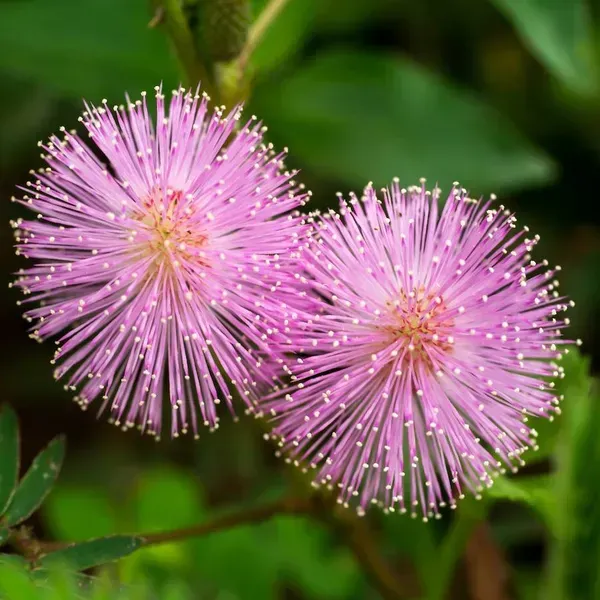 Mimosa_Pudica_Sensitive_Plant