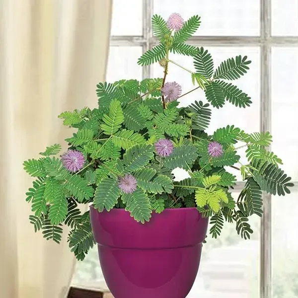 Mimosa_Pudica_Sensitive_Plant