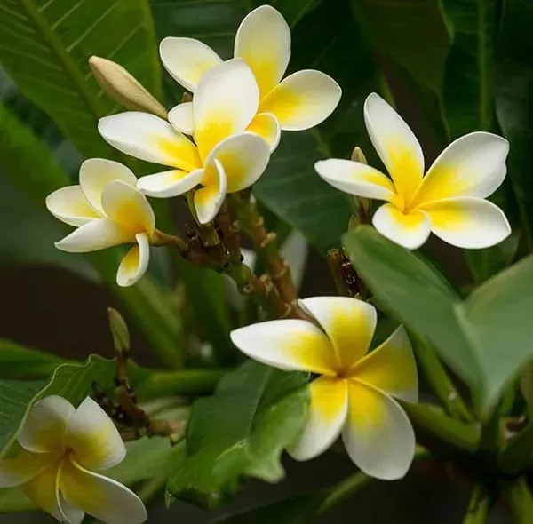 Dwarf_Variety_Pulmeria_Flower_Plant