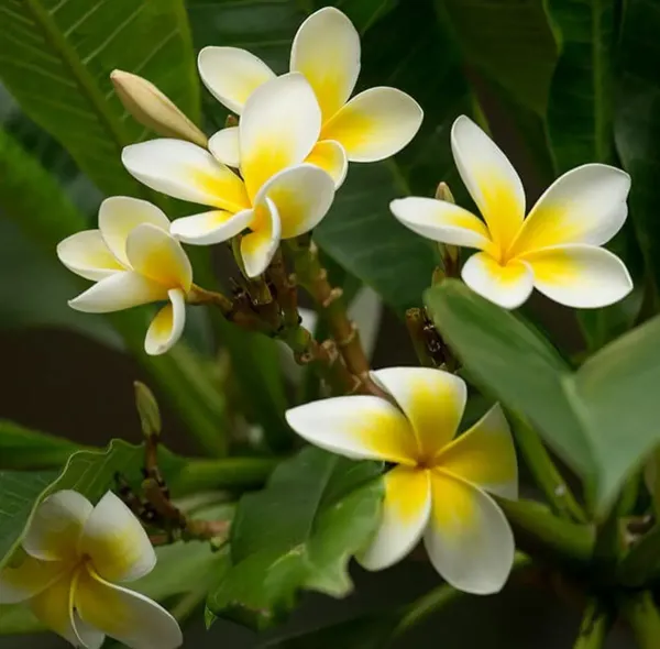 Dwarf_Variety_Pulmeria_Flower_Plant