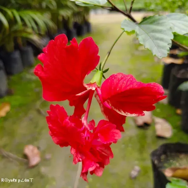 Double_Decker_Hibiscus_Flower_Plant_Red