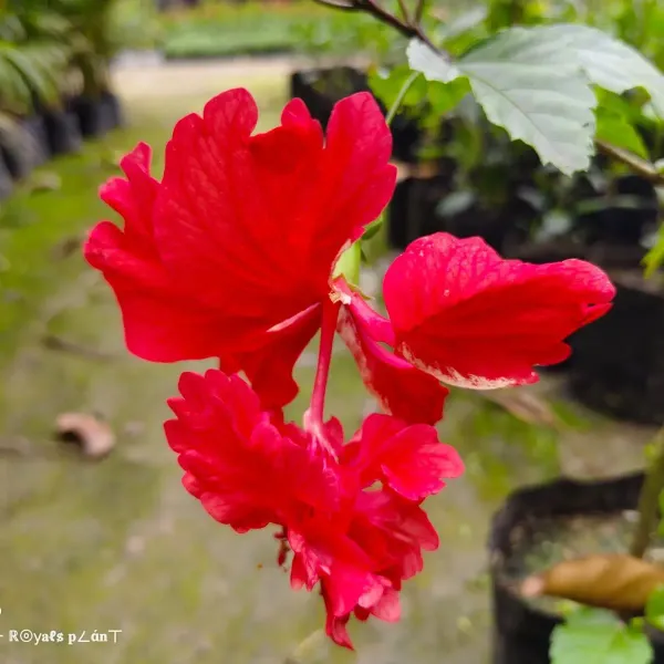 Double_Decker_Hibiscus_Flower_Plant_Red