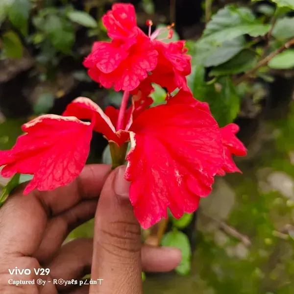 Double_Decker_Hibiscus_Flower_Plant_Red