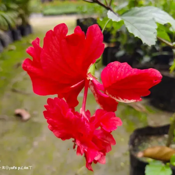 Double_Decker_Hibiscus_Flower_Plant_Red
