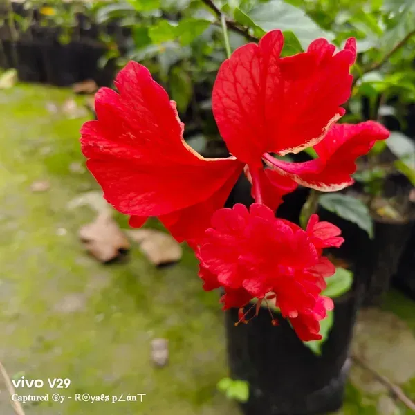 Double_Decker_Hibiscus_Flower_Plant_Red