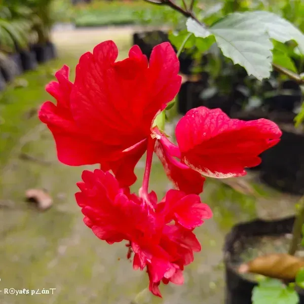 Double_Decker_Hibiscus_Flower_Plant_Red