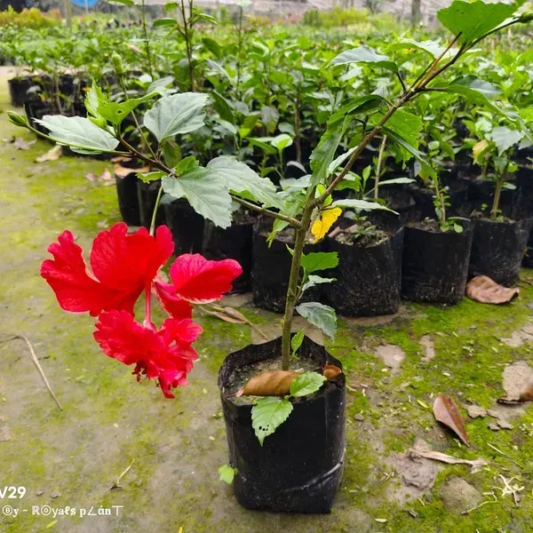 Double_Decker_Hibiscus_Flower_Plant_Red