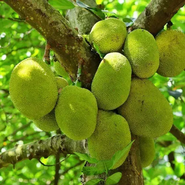 Gumless_Red_Jackfruit_Grafted_Hybrid_Fruit_Plant
