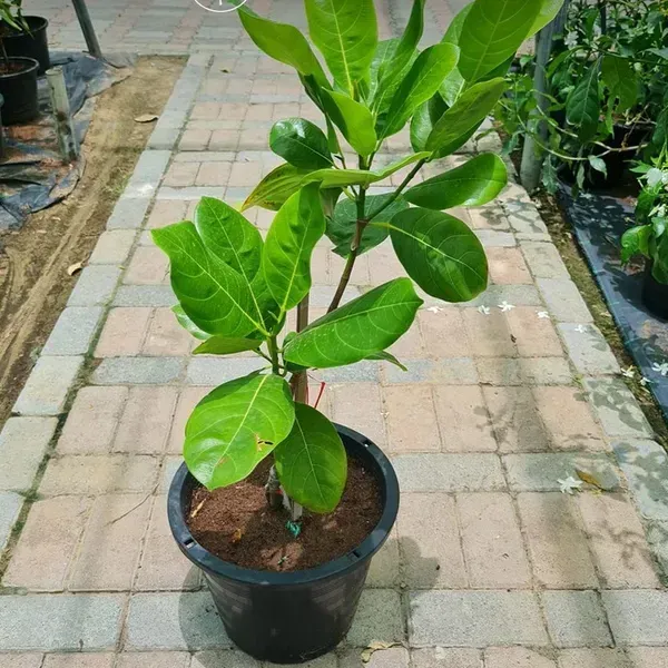 Gumless_Red_Jackfruit_Grafted_Hybrid_Fruit_Plant