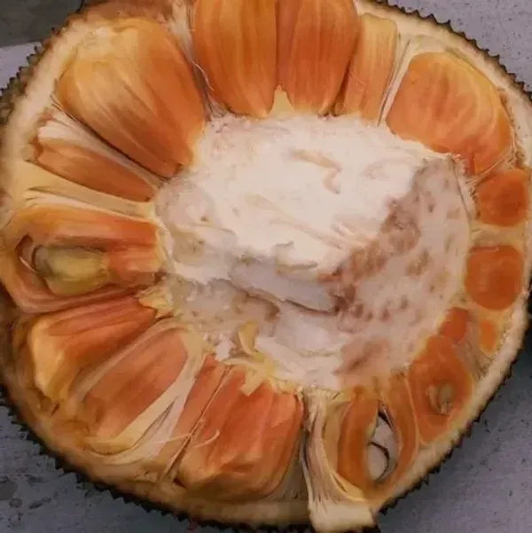 Gumless_Red_Jackfruit_Grafted_Hybrid_Fruit_Plant