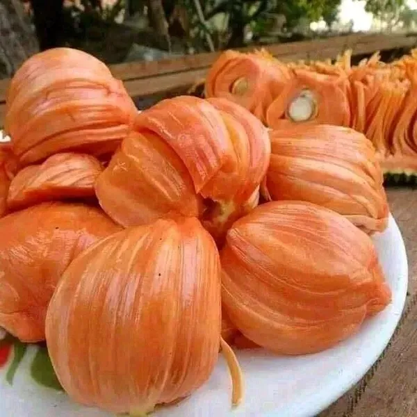 Gumless_Red_Jackfruit_Grafted_Hybrid_Fruit_Plant