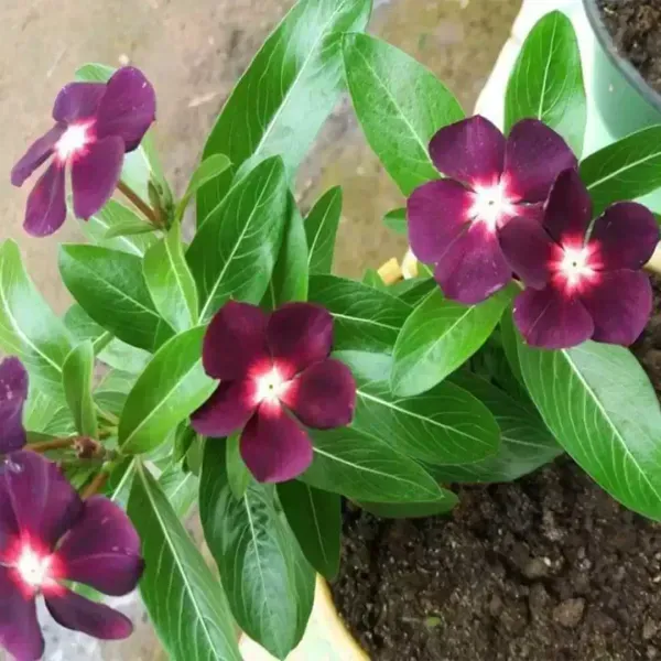 Vinca_Sadabahar_Flower_Plant_Dark_Meroon