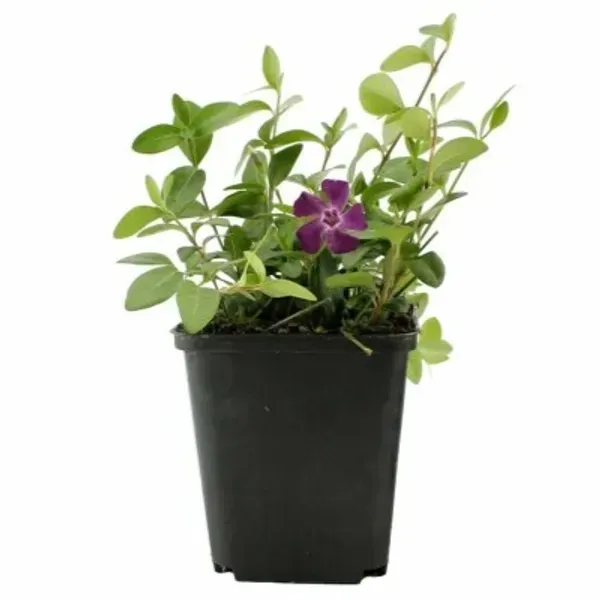 Vinca_Sadabahar_Flower_Plant_Dark_Meroon