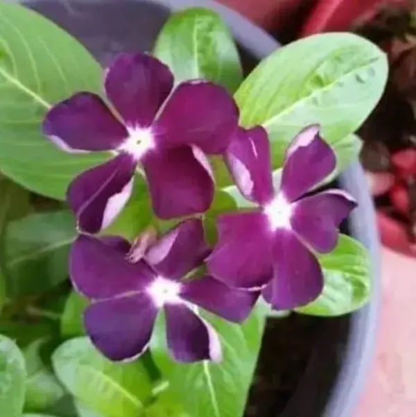 Vinca_Sadabahar_Flower_Plant_Dark_Meroon
