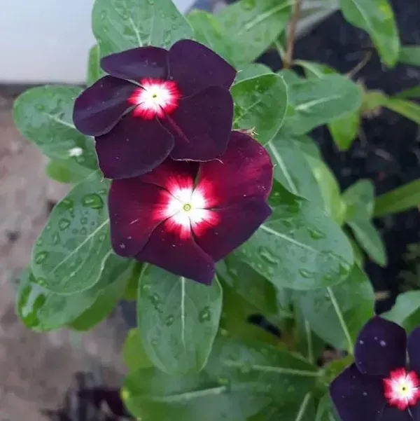 Vinca_Sadabahar_Flower_Plant_Dark_Meroon