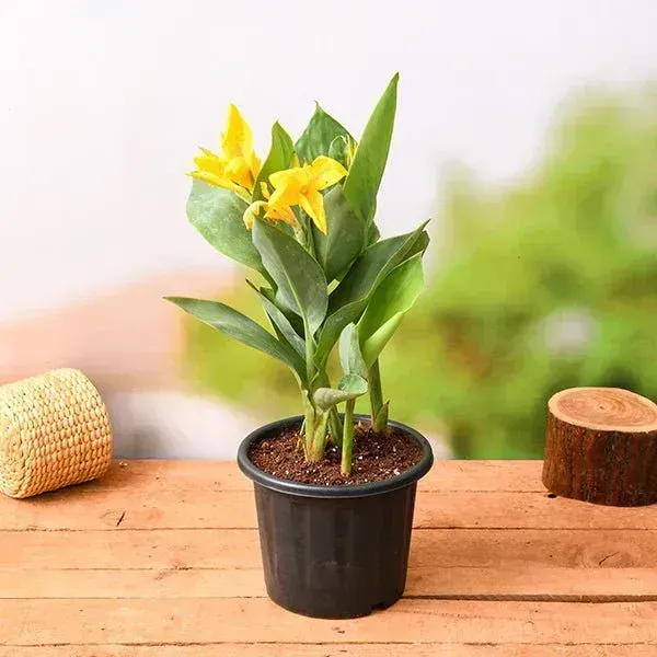 Canna_Indica_Flower_Plant_Yellow