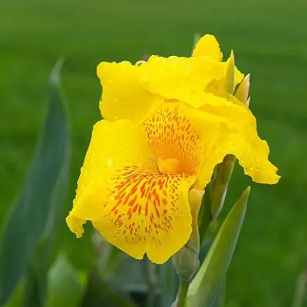Canna_Indica_Flower_Plant_Yellow