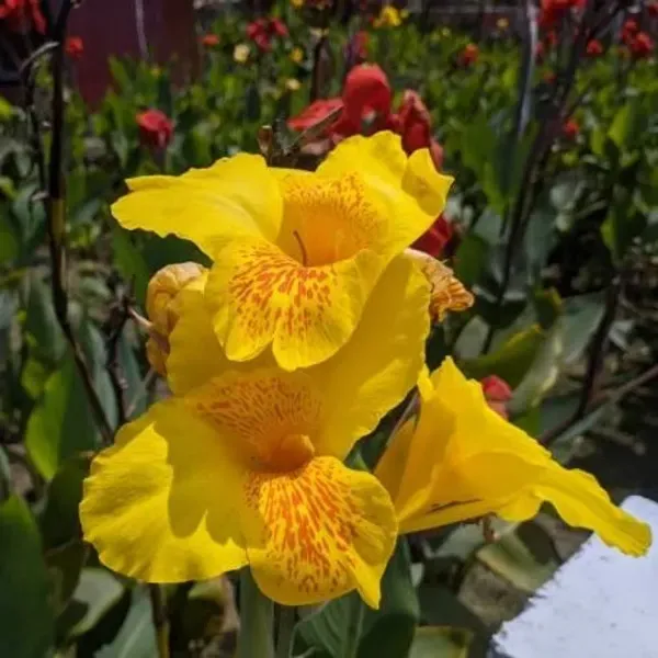 Canna_Indica_Flower_Plant_Yellow