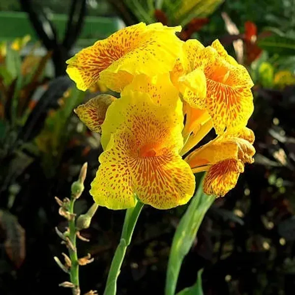Canna_Indica_Flower_Plant_Yellow