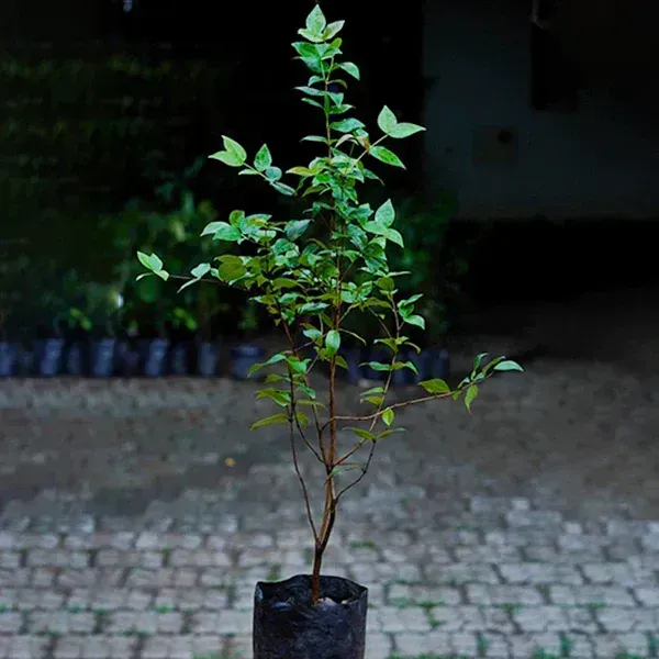 Red_Surinam_Cherry_Fruit_Plant