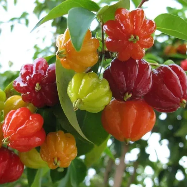 Red_Surinam_Cherry_Fruit_Plant