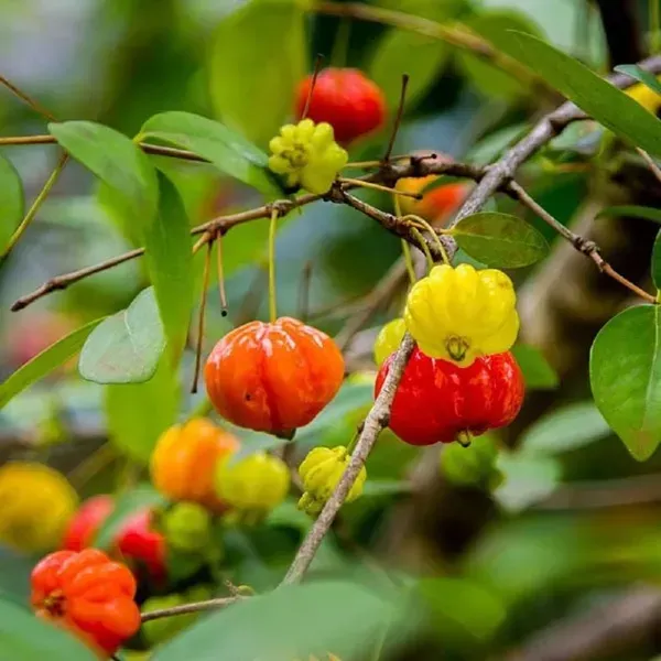Red_Surinam_Cherry_Fruit_Plant