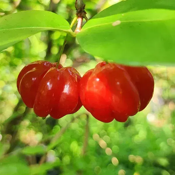 Red_Surinam_Cherry_Fruit_Plant