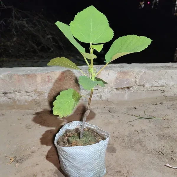 All_Timer_Fig_Fruit_Plant_For_Home_Garden