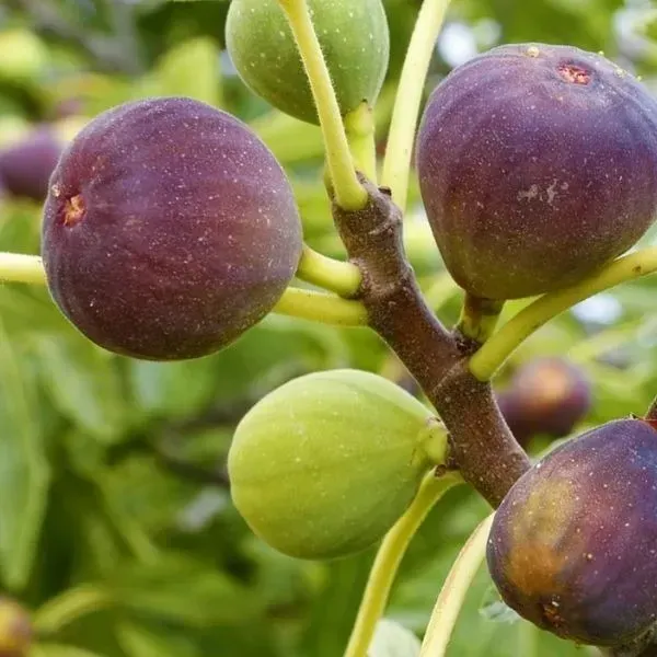 All_Timer_Fig_Fruit_Plant_For_Home_Garden