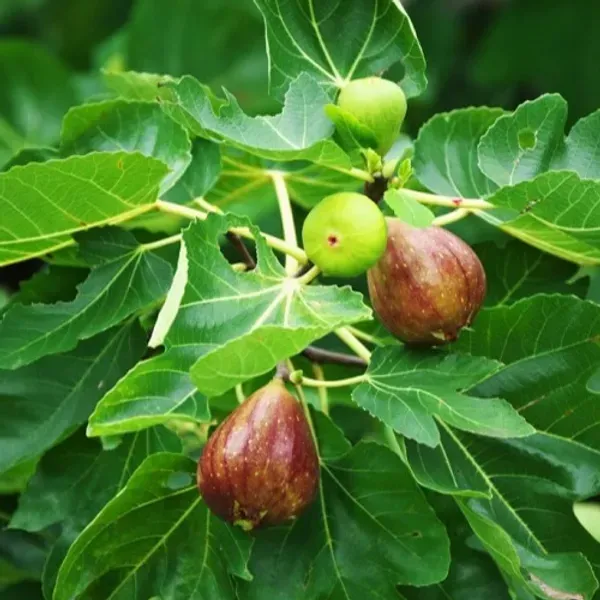 All_Timer_Fig_Fruit_Plant_For_Home_Garden
