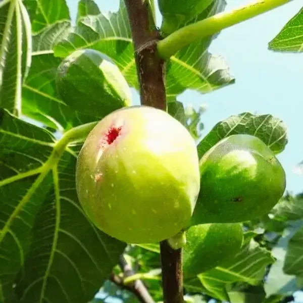 All_Timer_Fig_Fruit_Plant_For_Home_Garden