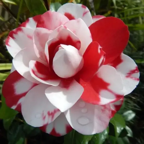 Camellia_Flower_Plant_Red_White