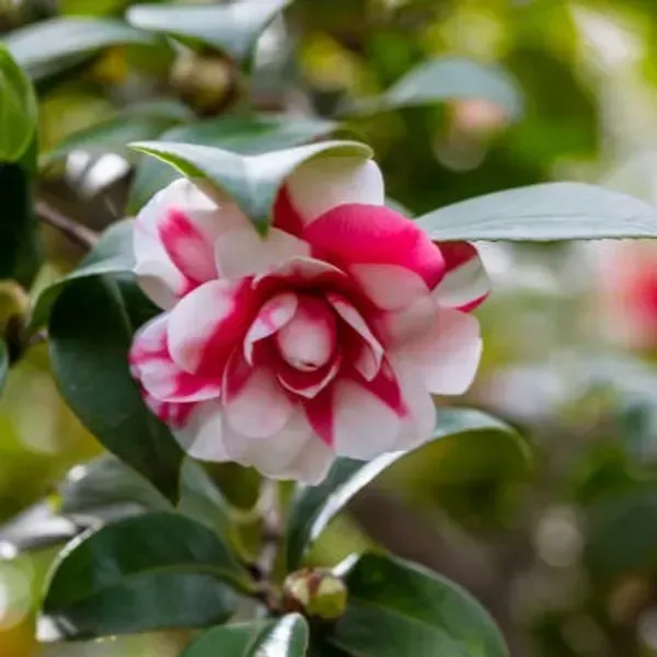 Camellia_Flower_Plant_Red_White