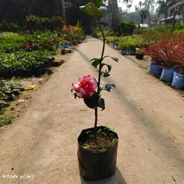 Camellia_Flower_Plant_Red_White