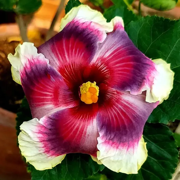 American_Variety_Hibiscus_Flower_Plant