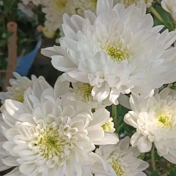 Chrysanthemum_Chandramallika_Flower_Plant_White