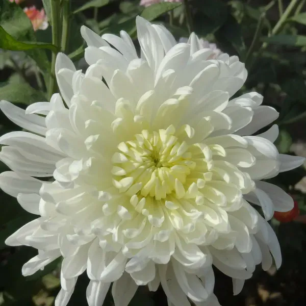 Chrysanthemum_Chandramallika_Flower_Plant_White