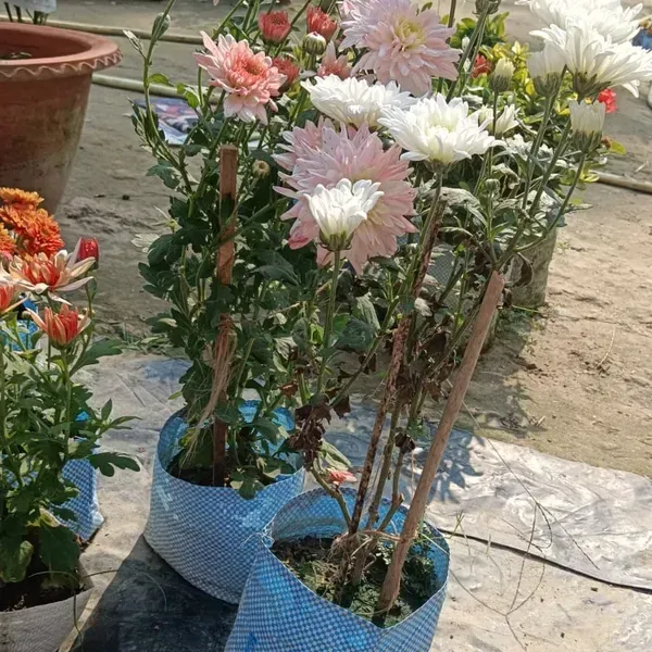 Chrysanthemum_Chandramallika_Flower_Plant_White