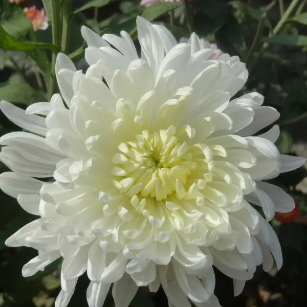 Chrysanthemum_Chandramallika_Flower_Plant_White