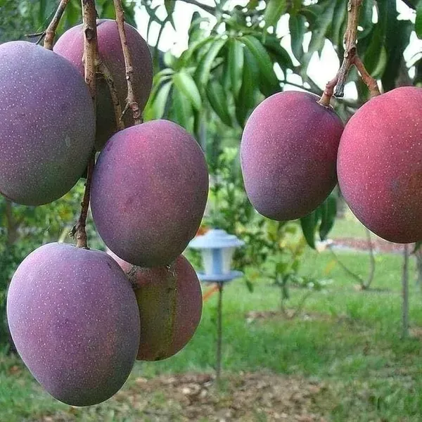 American_Red_Palmer_Mango_Grafted_Fruit_Plant