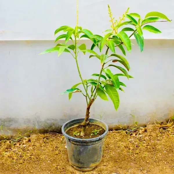 American_Red_Palmer_Mango_Grafted_Fruit_Plant