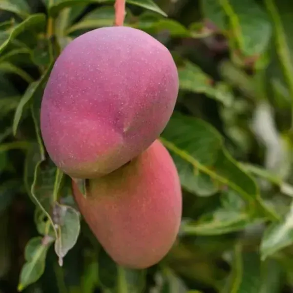 American_Red_Palmer_Mango_Grafted_Fruit_Plant