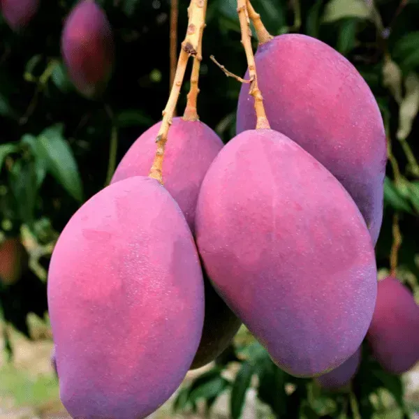 American_Red_Palmer_Mango_Grafted_Fruit_Plant