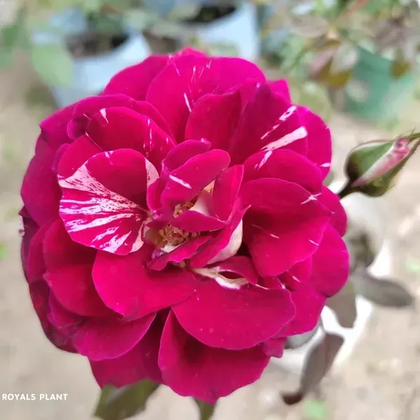 Abracadabra_Rose_Flower_Plant_For_Home_Garden