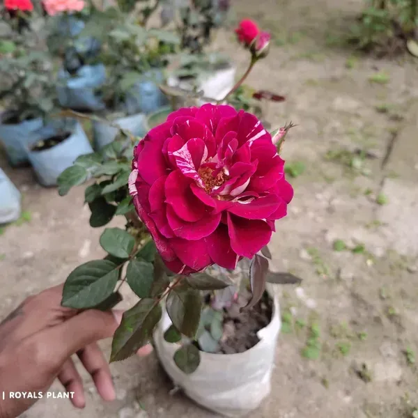 Abracadabra_Rose_Flower_Plant_For_Home_Garden