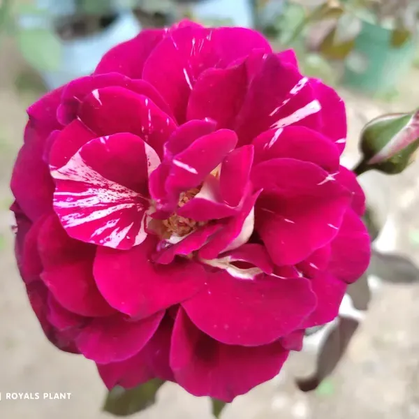Abracadabra_Rose_Flower_Plant_For_Home_Garden