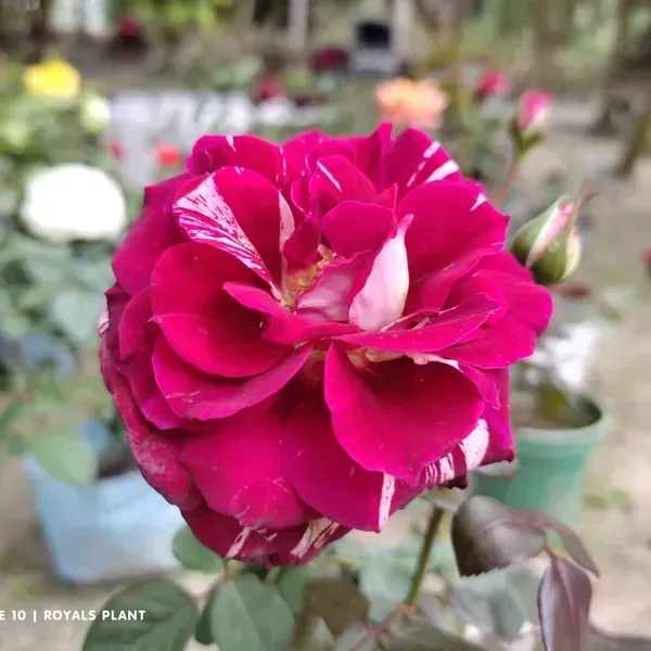 Abracadabra_Rose_Flower_Plant_For_Home_Garden