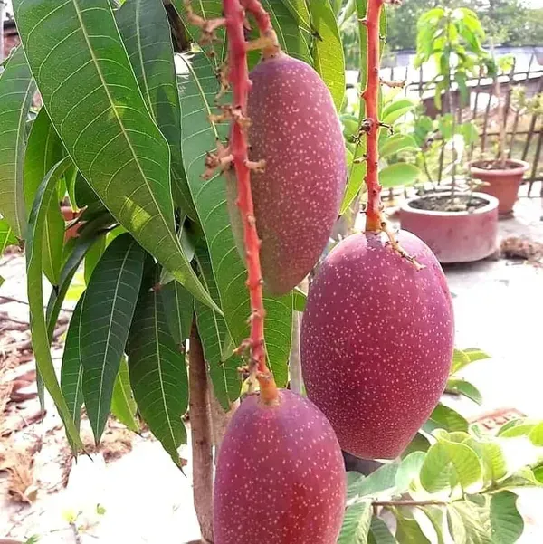 King_Of_Chakapath_Mango_Grafted_Fruit_Plant