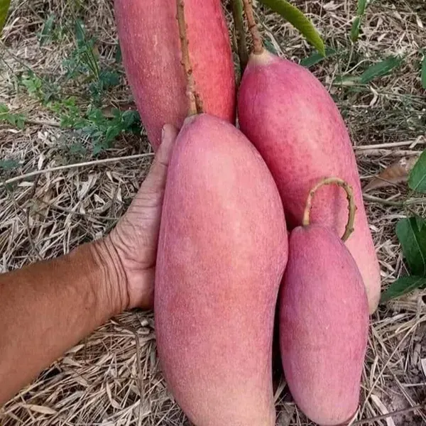 King_Of_Chakapath_Mango_Grafted_Fruit_Plant