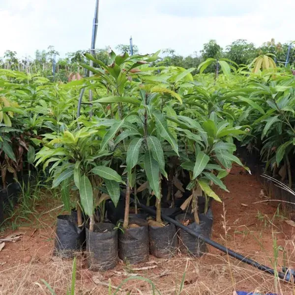 King_Of_Chakapath_Mango_Grafted_Fruit_Plant